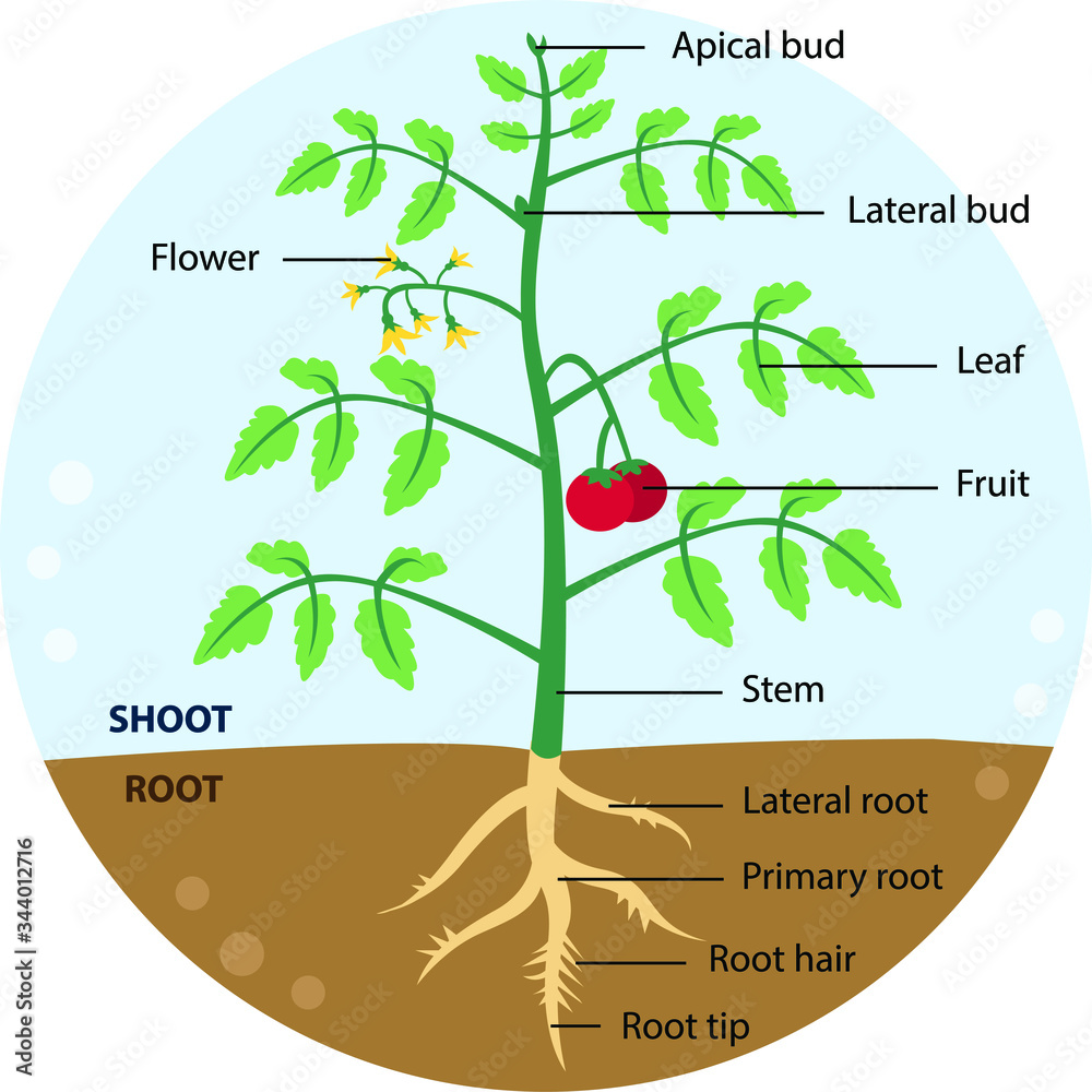 Vector illustration of a whole tomato plant diagram with labeled ...