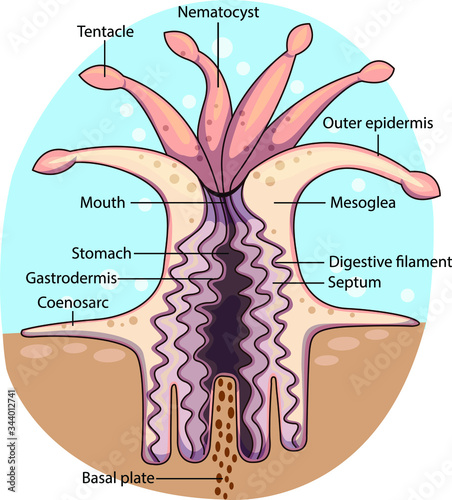 Vector illustration of a sessile filter feeding coral polyp with labeled parts.