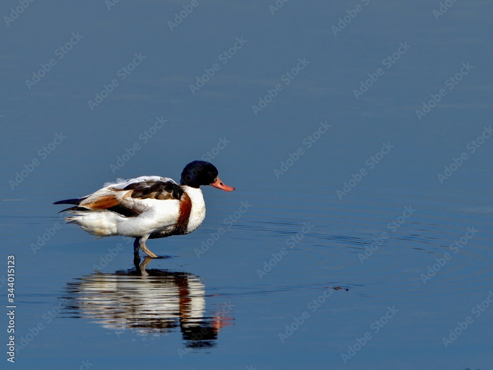 青空映す水辺で餌を探すツクシガモ　メス