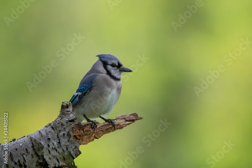Close-up of Blue Jay Perched on the End of a Branch