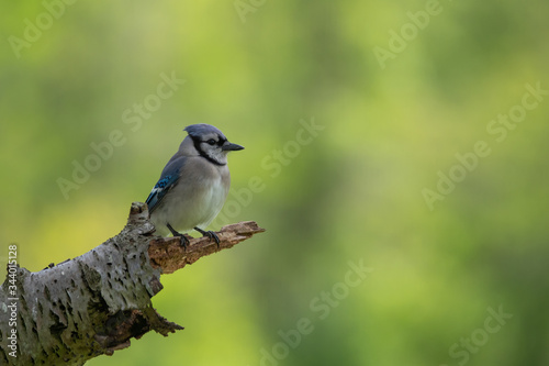 Blue Jay on End of Branch