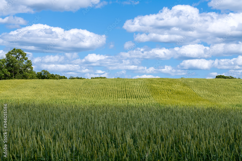 Young cereal field in late spring with vibrant colors. Agricultural background.