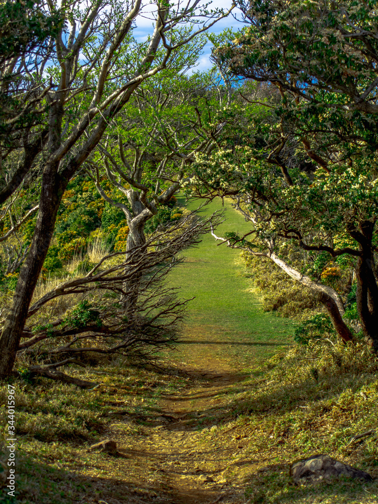 【静岡県伊豆半島】伊豆山稜線歩道からの風景【春・達磨山付近】 【静岡県伊豆半島】伊豆山稜線歩道からの風景【春・達磨山付近】