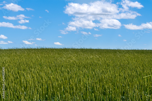 Young cereal field in late spring with vibrant colors. Agricultural background.