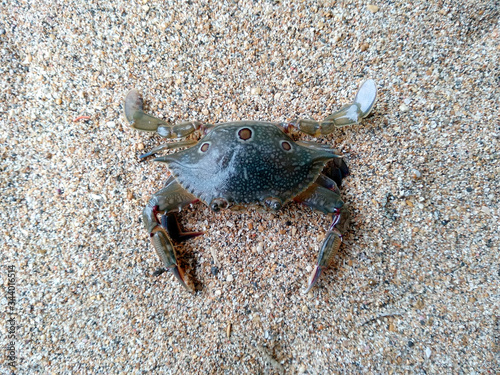 Crab with sand. Crab isolated on sand background.   Crabs on a beach sand  