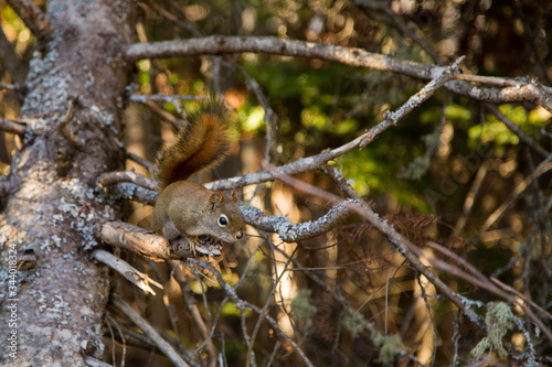 Cute squirrel on a trail in a canadian park