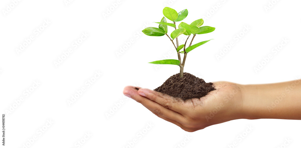 Human hands holding sprout young plant.environment Earth Day In hands of trees growing seedlings Human hands holding sprout young plant.environment Earth Day In hands of trees growing seedlings