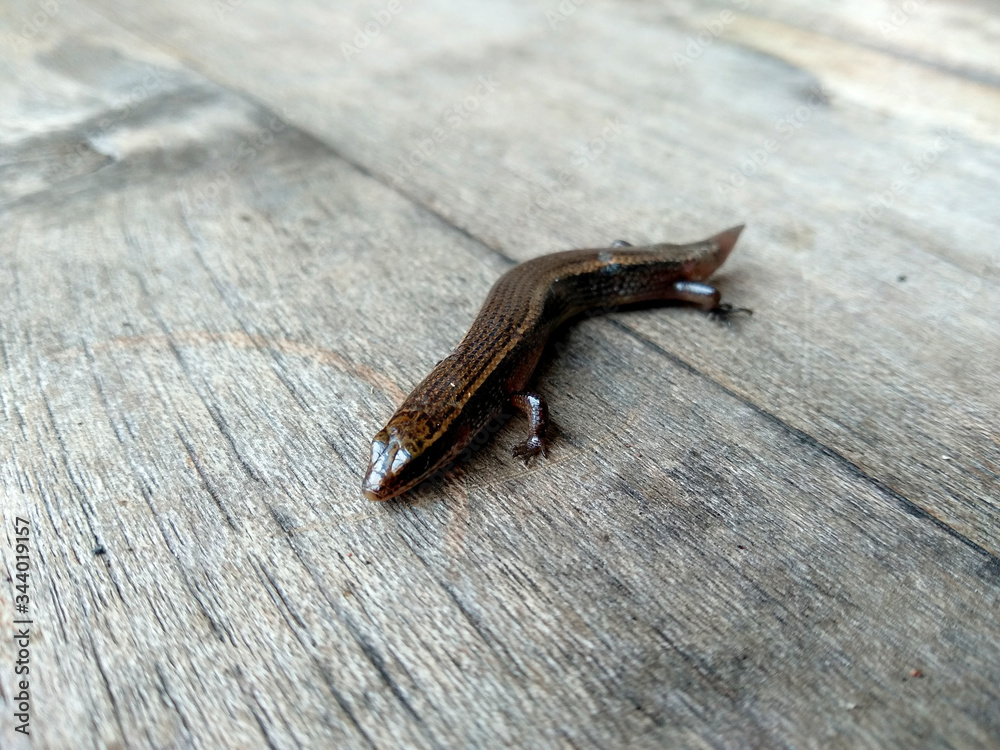 Lizard on a wood background. ( short-tailed lizards, the lizard tail starts to grow, long tail lizard ) Lizard on a wood background. ( short-tailed lizards, the lizard tail starts to grow, long tail lizard )