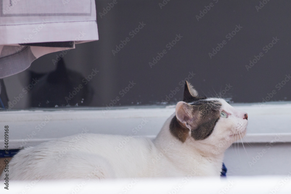 Obraz premium cat