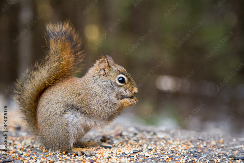 Cute squirrel on a trail in a canadian park