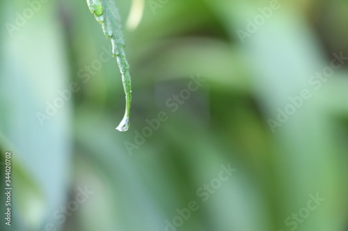 Botanical Garden Singapore