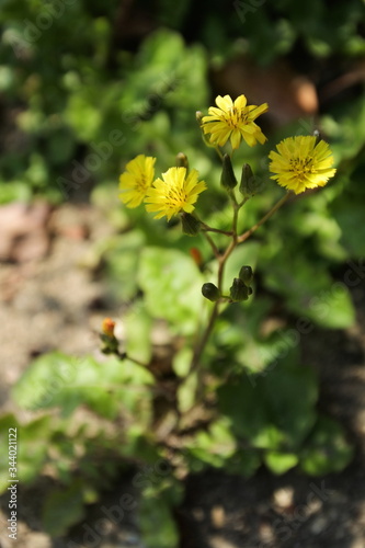 Hawkweed oxtongue, vertically oriented picture.