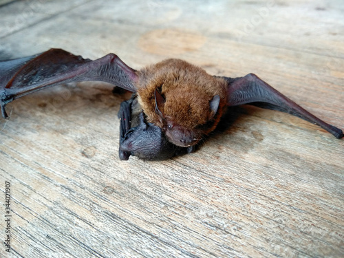 A small bat / baby bat on wood with mother or The little bat with the mother. mother of bat that cannot fly.