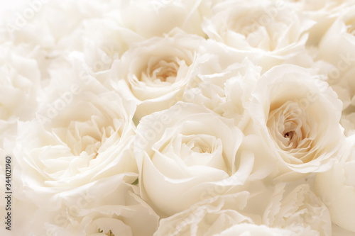 White rose flower. Pale floral wallpaper background.