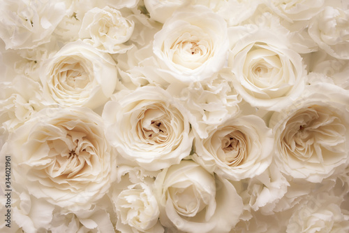 White rose flower. Pale floral wallpaper background.