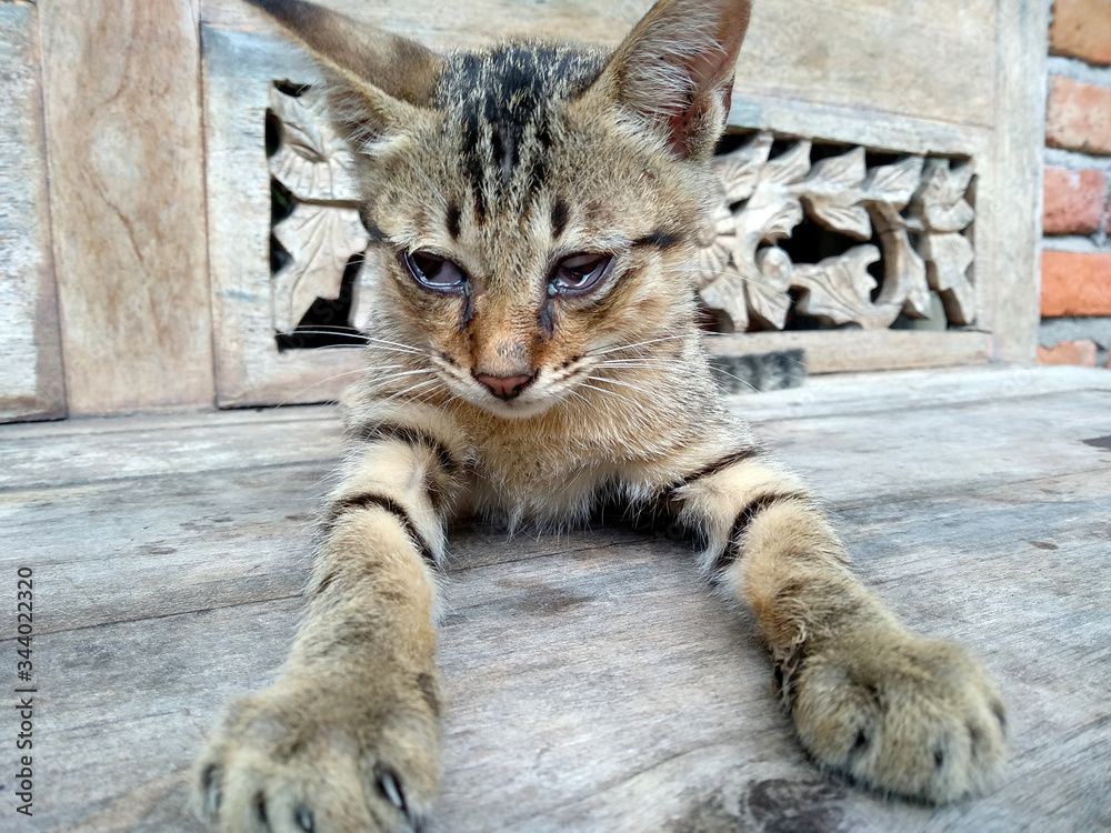 Obraz premium Little cat are sore eyes. Blind little cat.