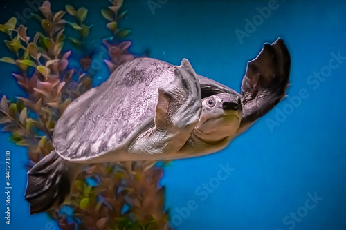Sea turtle Carettochelys insculpta swims in blue water among algae © Galina Atroshchenko