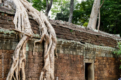 Preah Khan, Temple of the Big Circle of Angkor Wat complex, large powerful cotton tree roots sprouted through the wall of an ancient temple © Ольга Щербакова