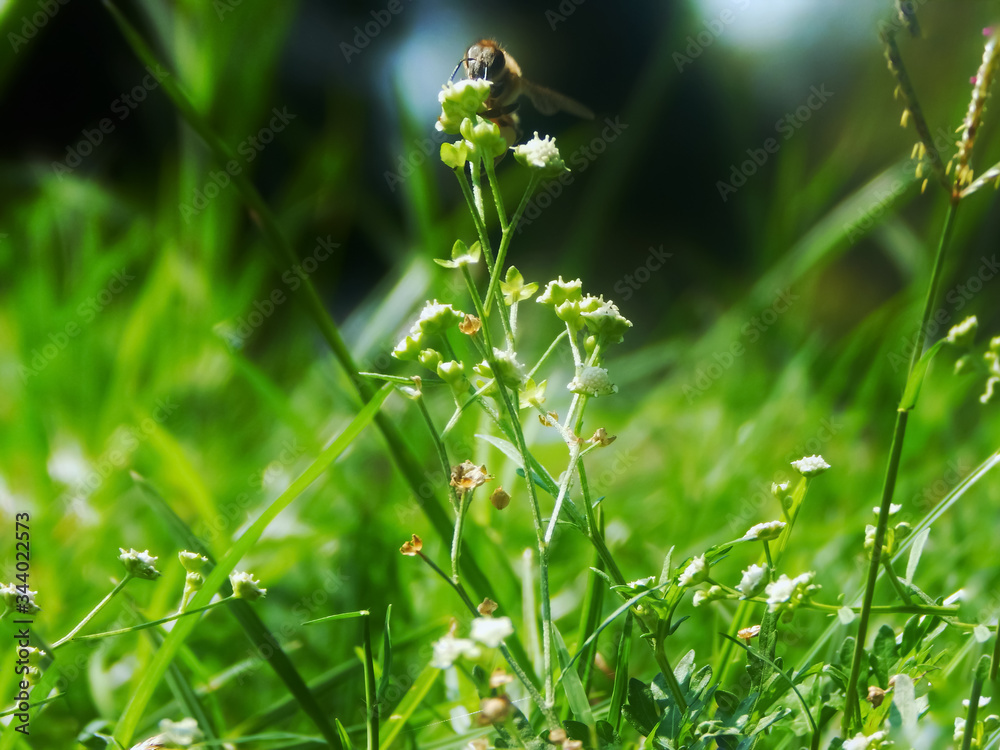 Obraz premium abeja y su flor