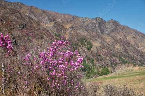 Mountain slopes covered by Rhododendron dauricum bushes with flowers (popular names bagulnik, maralnik).
