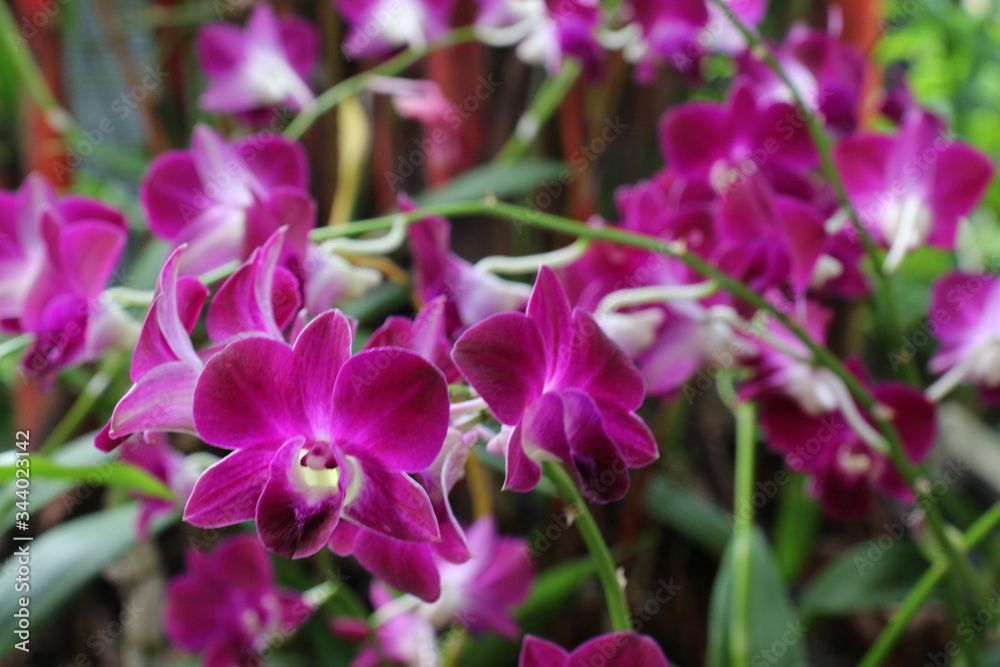 Fototapeta premium Singapore