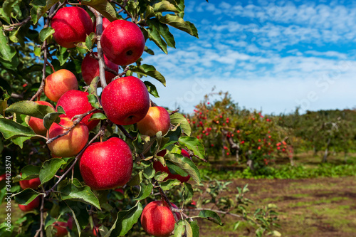 【りんご】秋のりんご園、青空と真っ赤なりんご