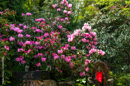 Wallpaper Mural 朝地のシャクナゲ Torontodigital.ca