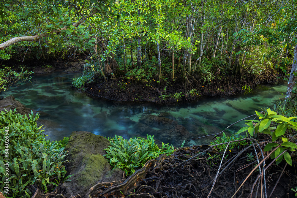 Scenic view of the jungle turquoise green river in mangrove forest.