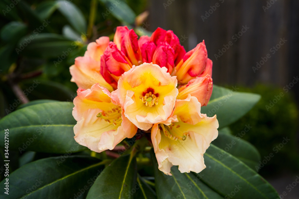 Horizon monarch rhododendron blooms in the spring; beautiful yellow and red flowers of a rhododendron opening up Horizon monarch rhododendron blooms in the spring; beautiful yellow and red flowers of a rhododendron opening up
