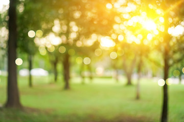 Blur nature bokeh green park by beach and tropical coconut trees