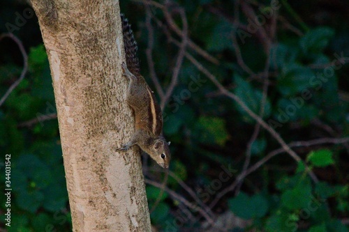 Beautiful cute small squirrel fall down in the tree on forest