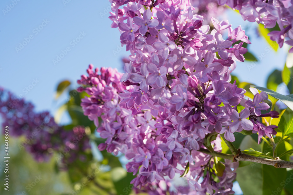 Lilac flowers spring blooming scene. Blossom lilac flowers in spring. Spring lilac flowers blooming. Spring lilac bush blooming Lilac flowers spring blooming scene. Blossom lilac flowers in spring. Spring lilac flowers blooming. Spring lilac bush blooming