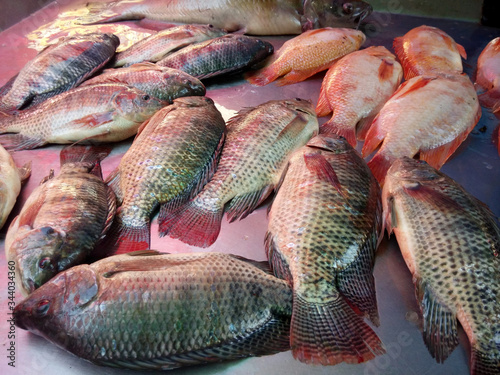 Fresh Tilapia fish placed on a metal table To prepare to sell at the market..