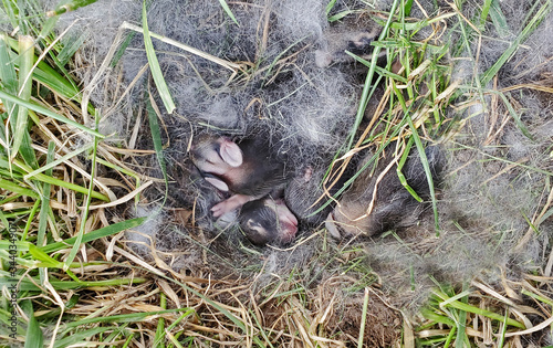 Photography A nest of newborn wild rabbits in a grassy yard in Illinois.