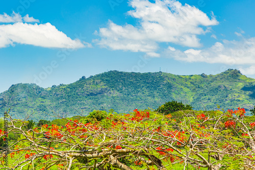 Delonix regia tree  a species of flowering plant in the bean family Fabaceae  subfamily Caesalpinioideae  with the  Sleeping Giant mountain in the background