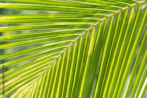 green coconut leaf background pattern