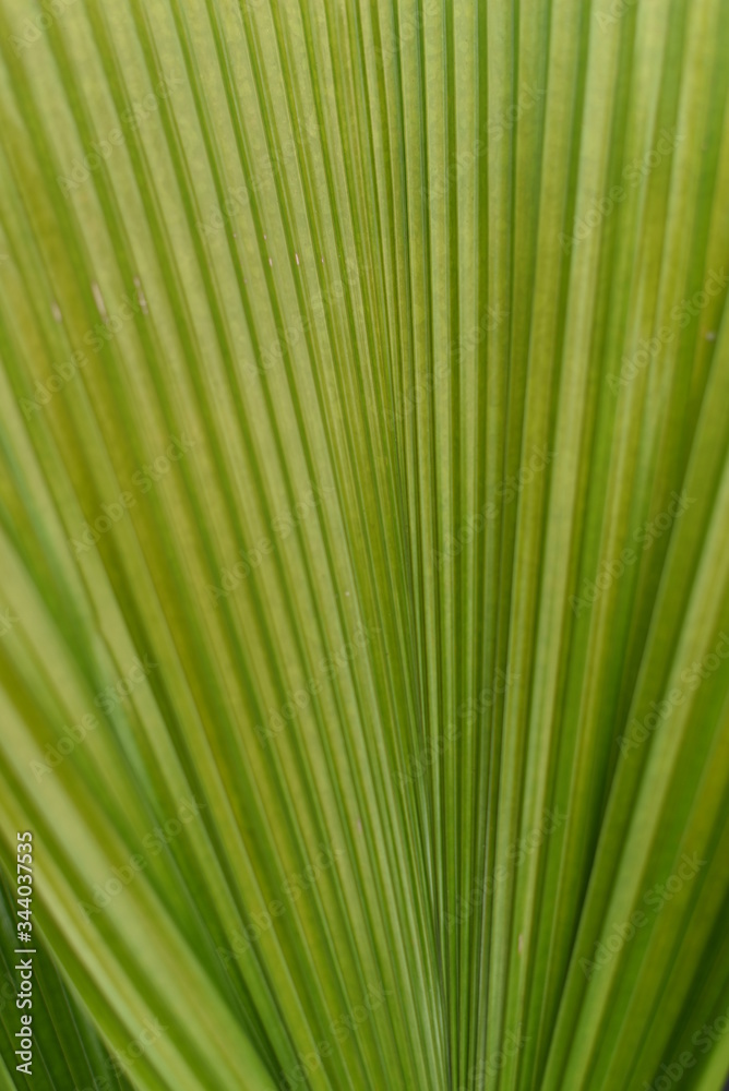 green palm leaf green palm leaf