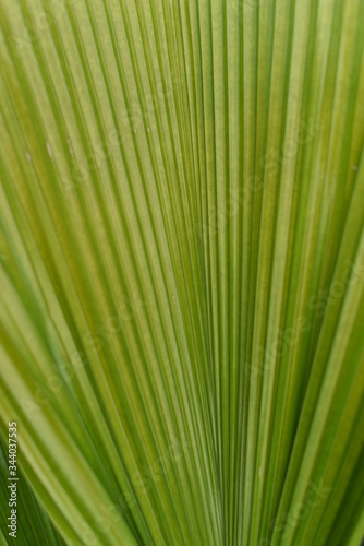 green palm leaf