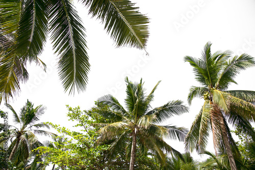 Groups of coconut trees an evergreen leaves plant on a white background with the clipping path..