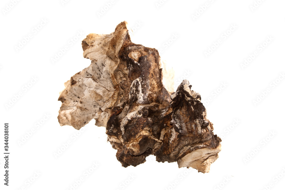 bark isolated on white background bark isolated on white background