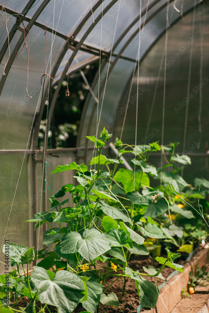 Fotografie young cucumbers in the greenhouse