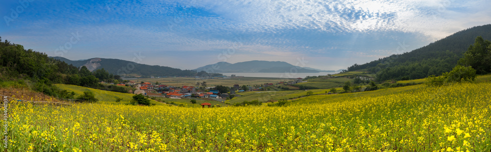 Yellow rape flower field, blue sky, scenery of beautiful seaside village, spring panorama of Korea.