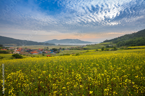 Yellow rape flower field, sunrise sky and beautiful seaside village, spring in Korea.