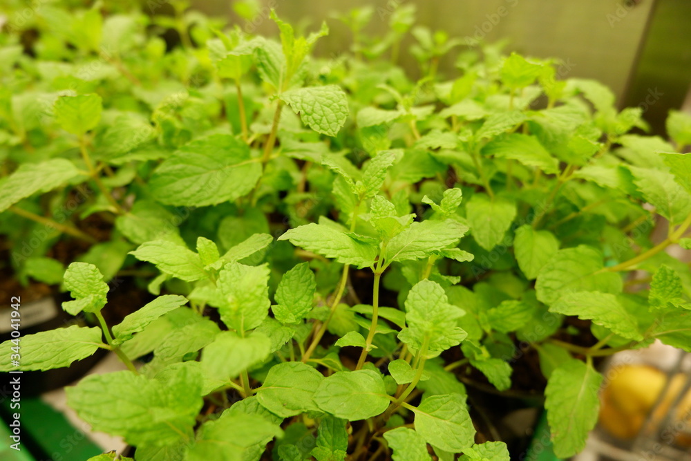strawberry plants in a garden strawberry plants in a garden