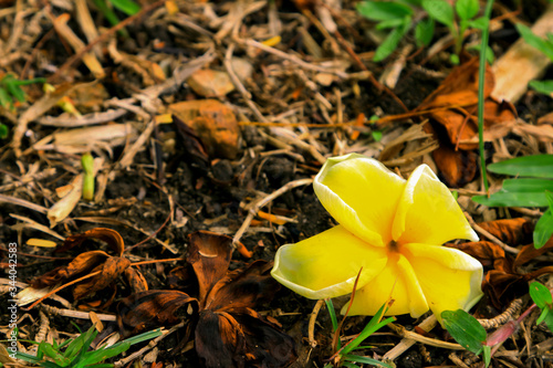 Lotus and flower background for decoration.