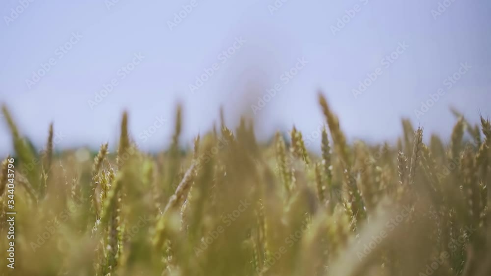 Wheat field. Golden ears of wheat on the field Wheat field. Golden ears of wheat on the field