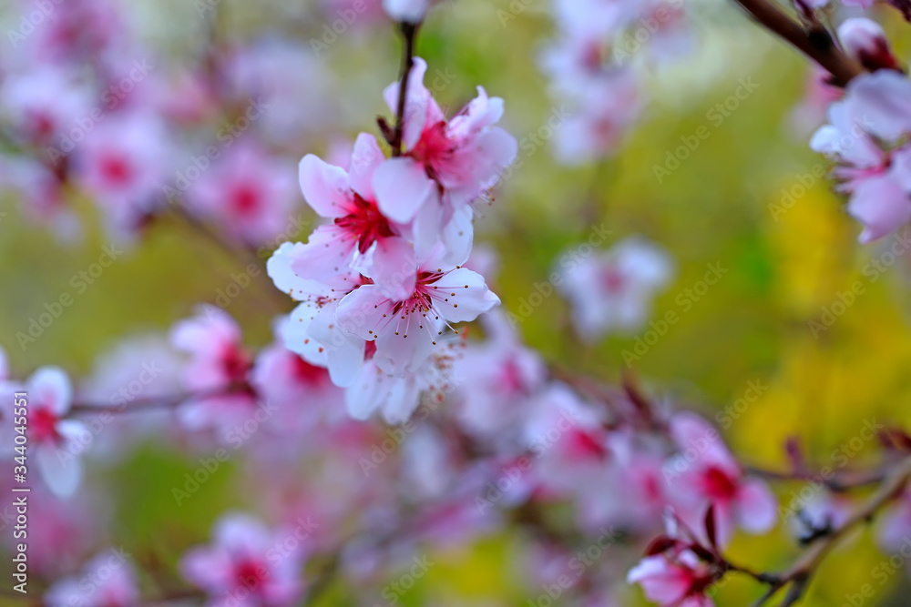 beautiful flowering plum ,in the garden beautiful flowering plum ,in the garden