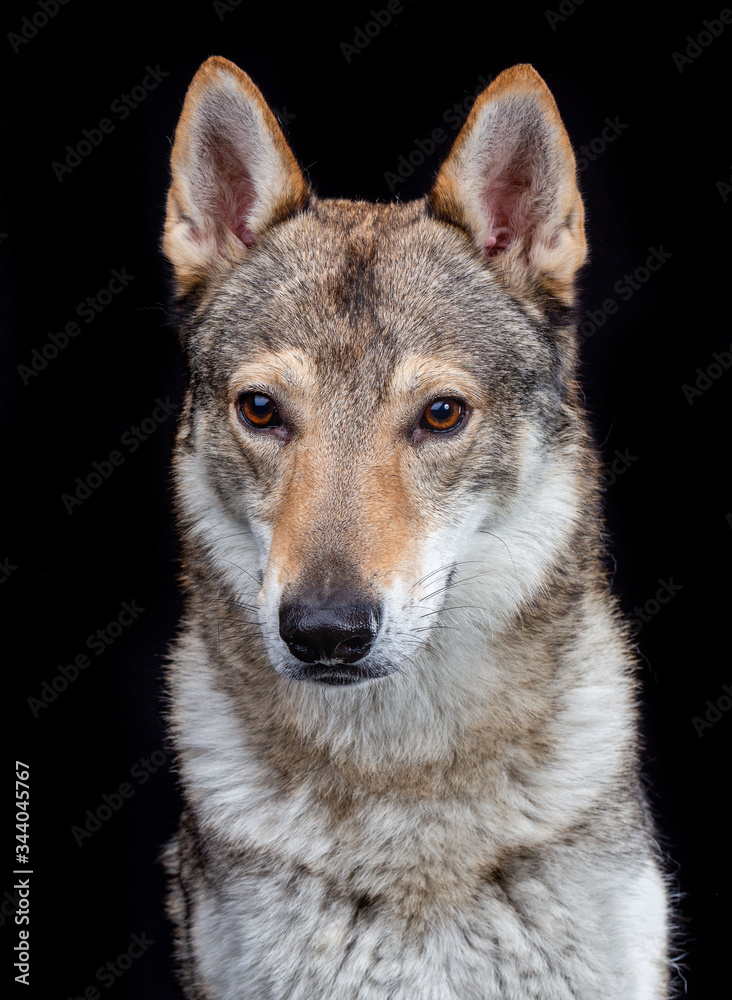 Czech wolfdog, dog, studio photography on a black background Czech wolfdog, dog, studio photography on a black background
