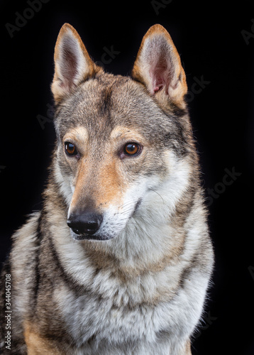Czech wolfdog, dog, studio photography on a black background © TrapezaStudio