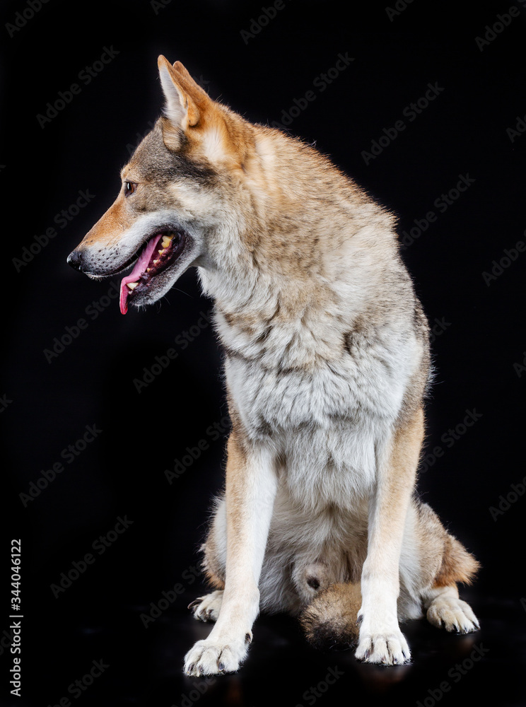 Czech wolfdog, dog, studio photography on a black background